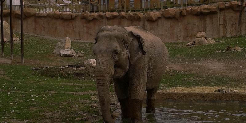 Ночное сафари на курорте с аквапарком «Magic Natura Elephants» Magic Natura Animal, Waterpark Resort Бенидорме Ночное сафари на курорте с аквапарком «Magic Natura Elephants» Magic Natura Animal, Waterpark Resort Бенидорме