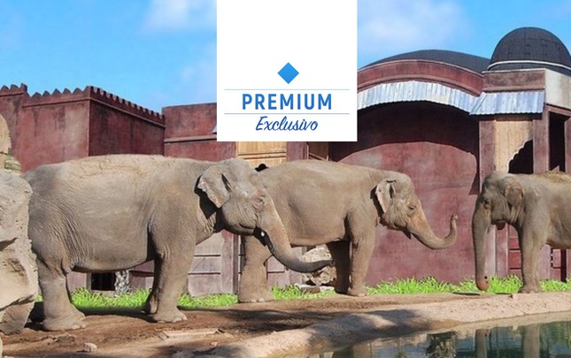 Polynesian elephants meadow view premium Magic Natura Animal, Waterpark Resort Бенидорме