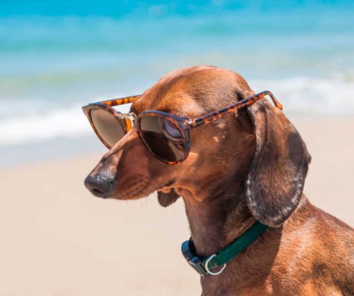 Holidays with your pet Magic Natura Animal, Waterpark Resort Бенидорме Holidays with your pet Magic Natura Animal, Waterpark Resort Бенидорме