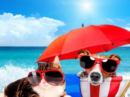Holidays with your pet Magic Natura Animal, Waterpark & Polynesian Resort Бенидорме Holidays with your pet Magic Natura Animal, Waterpark & Polynesian Resort Бенидорме