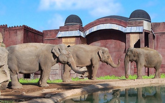 Polynesian elephants meadow view premium Magic Natura Animal, Waterpark Resort Бенидорме