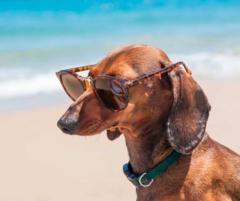 Holidays with your pet magic natura animal, waterpark resort бенидорме Holidays with your pet magic natura animal, waterpark resort бенидорме
