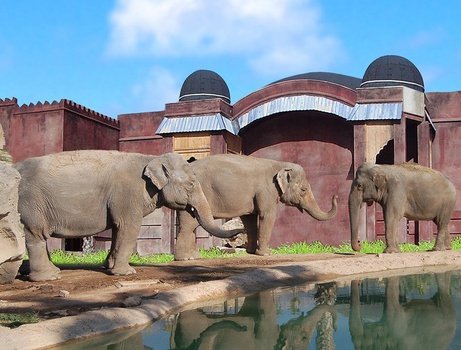«polynesian observatorio elefantes» Magic Natura Animal, Waterpark Resort Бенидорме