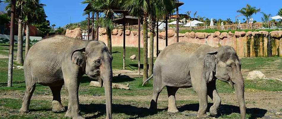 Открытие в Terra Natura животной магии Natura, Аквапарк Resort Magic Natura Animal, Waterpark Resort Бенидорме Открытие в Terra Natura животной магии Natura, Аквапарк Resort Magic Natura Animal, Waterpark Resort Бенидорме