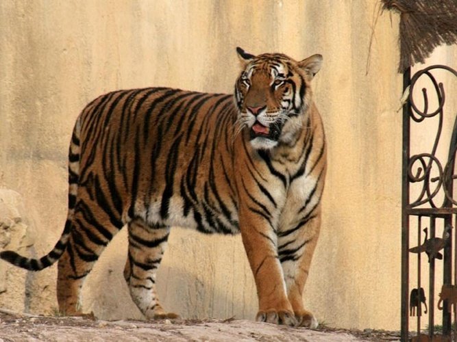 Тигр Magic Natura Animal, Waterpark Resort Бенидорме