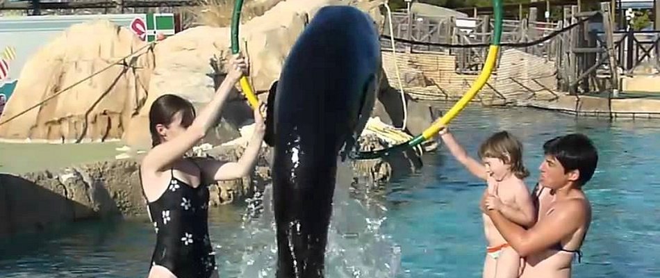 Станьте куратором морских львов на один день Magic Natura Animal, Waterpark Resort Бенидорме Станьте куратором морских львов на один день Magic Natura Animal, Waterpark Resort Бенидорме
