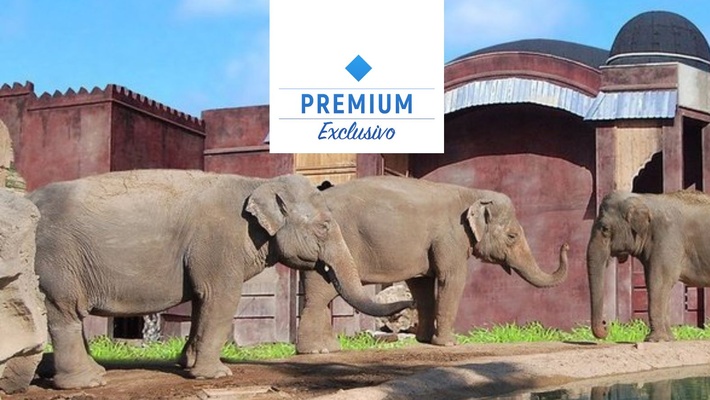 Polynesian elephants meadow view premium Magic Natura Animal, Waterpark Resort Бенидорме